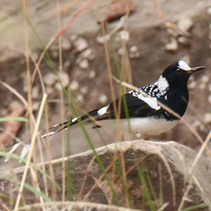 Spotted Forktail